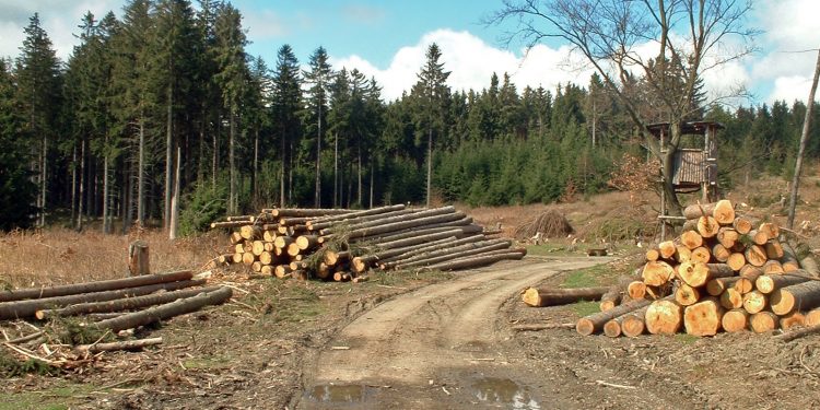 Bois et forêts : une fiscalité sur mesure - Actu-Juridique