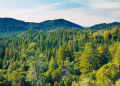 Changement climatique : quelles conséquences pour la forêt ?