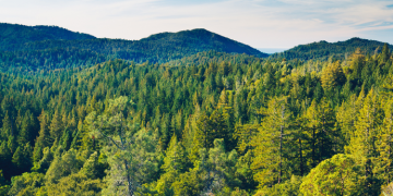 Changement climatique : quelles conséquences pour la forêt ?