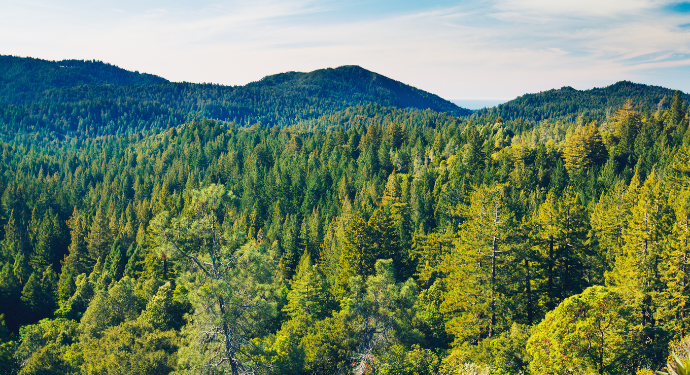 Changement climatique : quelles conséquences pour la forêt ?