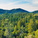 Changement climatique : quelles conséquences pour la forêt ?