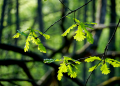 Préservation de l’environnement : quel est le rôle de la forêt ?