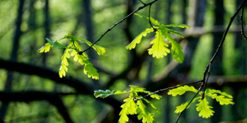 Préservation de l’environnement : quel est le rôle de la forêt ?