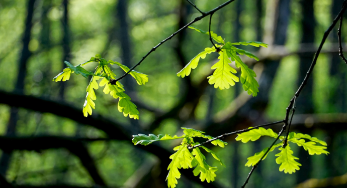 Préservation de l’environnement : quel est le rôle de la forêt ?