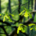 Préservation de l’environnement : quel est le rôle de la forêt ?