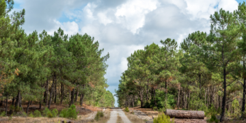La forêt en France : 7 chiffres clés à connaître