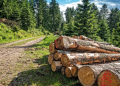 Quels sont les revenus d’une forêt ?