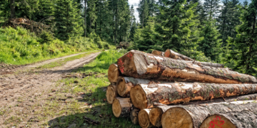 Quels sont les revenus d’une forêt ?