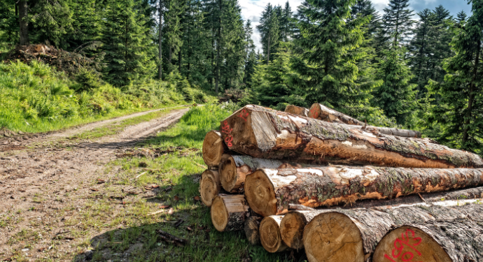 Quels sont les revenus d’une forêt ?