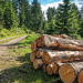 Quels sont les revenus d’une forêt ?
