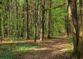 Investissement forestier et déclaration de revenus : comment ça marche en 2024 ?