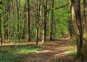 Investissement forestier et déclaration de revenus : comment ça marche en 2024 ?
