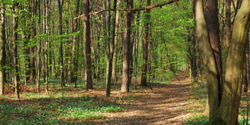 Investissement forestier et déclaration de revenus : comment ça marche en 2024 ?