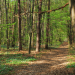 Investissement forestier et déclaration de revenus : comment ça marche en 2024 ?