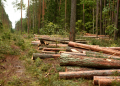 Investir dans la forêt : une façon de soutenir l’économie locale !