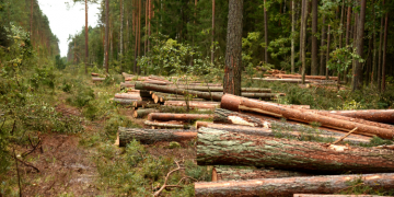 Investir dans la forêt : une façon de soutenir l’économie locale !