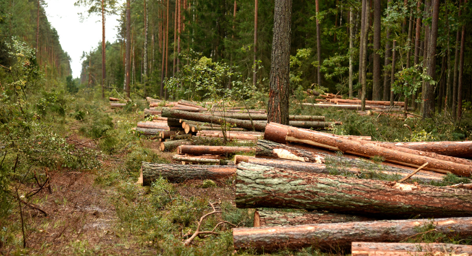 Investir dans la forêt : une façon de soutenir l’économie locale !