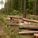 Investir dans la forêt : une façon de soutenir l’économie locale !