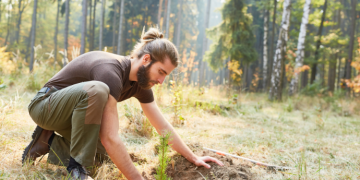 Quelles espèces d'arbres choisir pour une forêt d'investissement ?