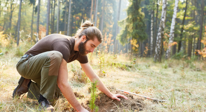 Quelles espèces d'arbres choisir pour une forêt d'investissement ?