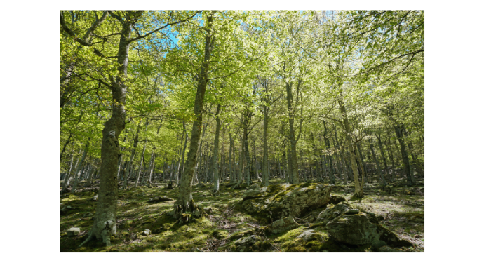 Les prix de vente des bois sur pied en forêt privée en 2023
