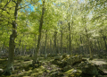 Les prix de vente des bois sur pied en forêt privée en 2023