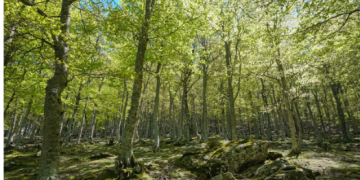 Les prix de vente des bois sur pied en forêt privée en 2023