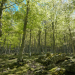 Les prix de vente des bois sur pied en forêt privée en 2023